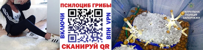 Галлюциногенные грибы Cubensis мега зеркало Магас купить наркоту